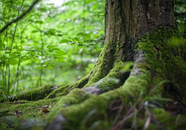Puszcza Białowieska