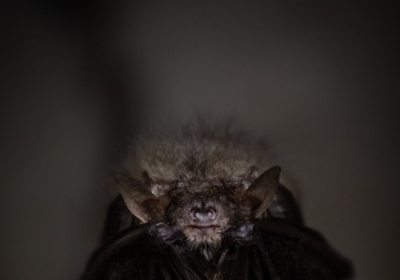 Nietoperze w Puszczy Rominckiej 